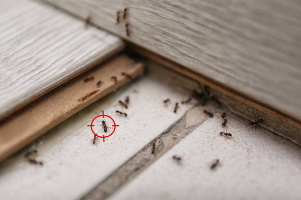 Flea Control Services in Unionville, MO